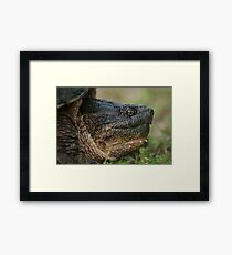 Snapper Framed Print