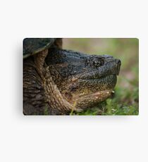 Snapper Canvas Print