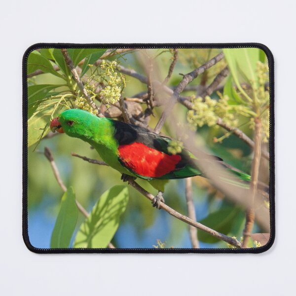 Item preview, NT ~ PARROT ~  Red-winged Parrot PaoMNjm3 by David Irwin 31012021 designed and sold by tasmanianartist.