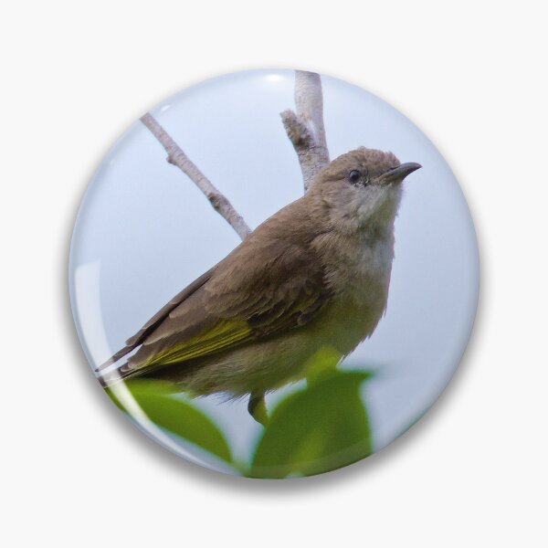 Item preview, NT ~ HONEYEATER ~ Rufus-banded Honeyeater zbRsAeMN Juvenile by David Irwin 15012021 designed and sold by tasmanianartist.