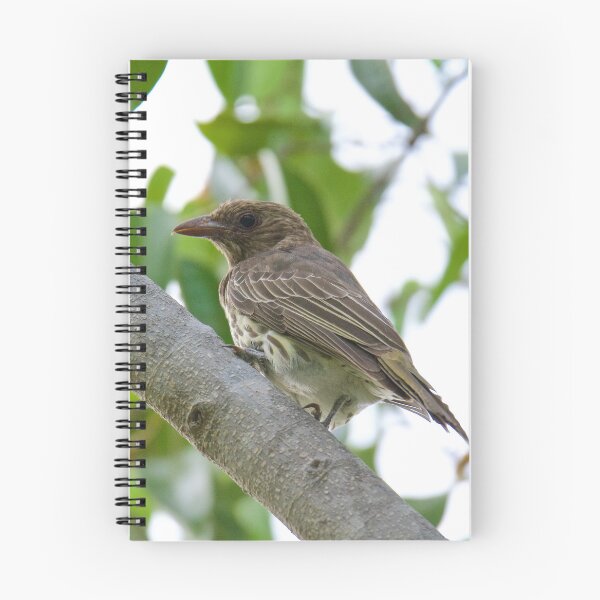 Item preview, NT ~ FIGBIRD ~ Australasian Figbird nmGqHBdd Juvenile by David Irwin 15012021 designed and sold by tasmanianartist.