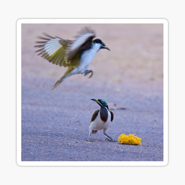 NT ~ HONEYEATER ~ Blue-faced Honeyeater Re2EVCMh by David Irwin 15012021 Sticker