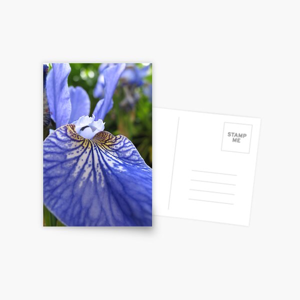 Iris Tongue Postcard
