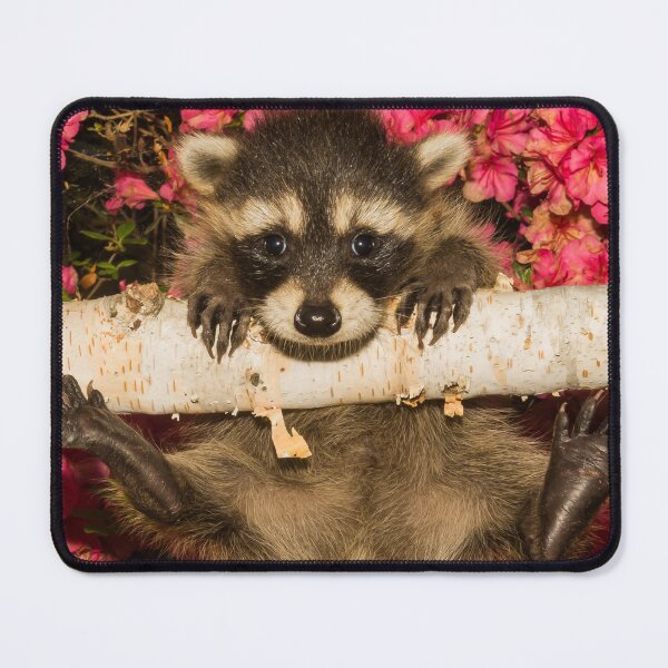 Item preview, Hang In There - Cute Baby Racoon learning to climb designed and sold by cgroenewald.