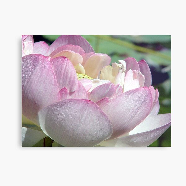Lotus A Metal Print