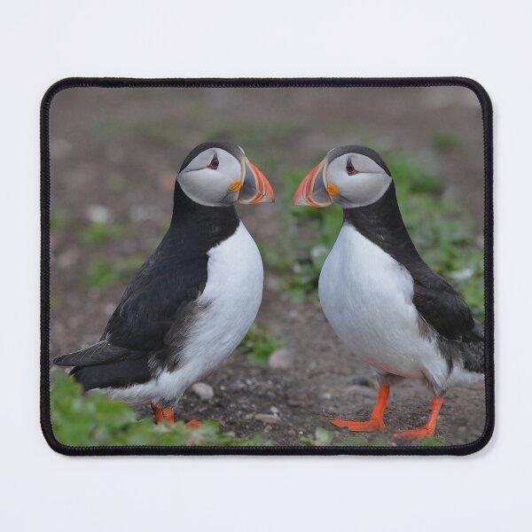 Item preview, Puffin Pair Getting Acquainted designed and sold by ClaireChown.