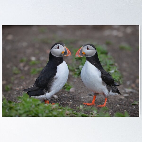Item preview, Puffin Pair Getting Acquainted designed and sold by ClaireChown.