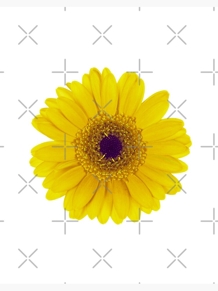 Galeriedruck for Sale mit Gelbe Gänseblümchen-Blume von HappyLifeCreate