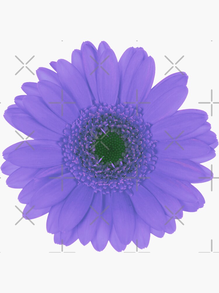Purple Daisy Flower Sticker