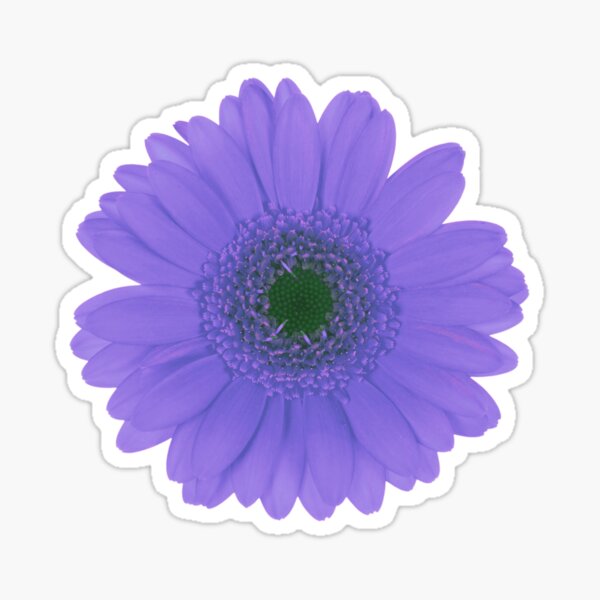  Purple Blue Gradual Daisy Flower Vinyl Decal Sticker