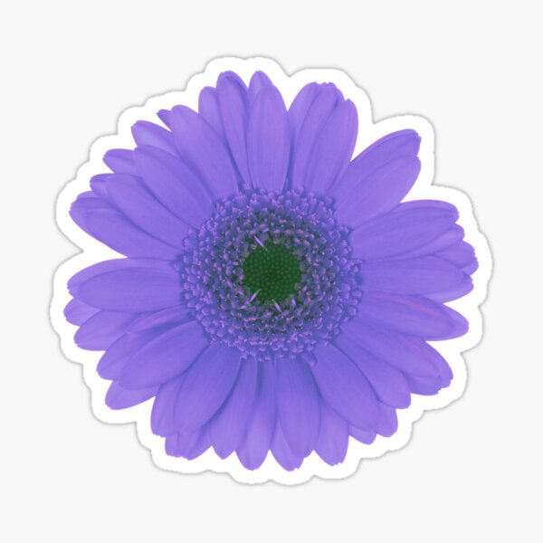 Bright Purple Daisy Flower Sticker for Sale by HappyLifeCreate