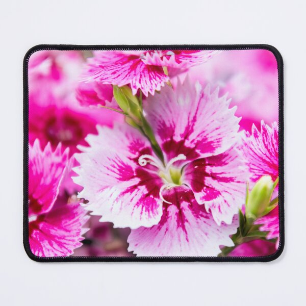 Item preview, Dianthus designed and sold by JEZ22.