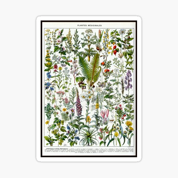 Item preview, Medinical Plants Vintage French Illustration - Millot Plantes Medicinales 1 designed and sold by molamode.