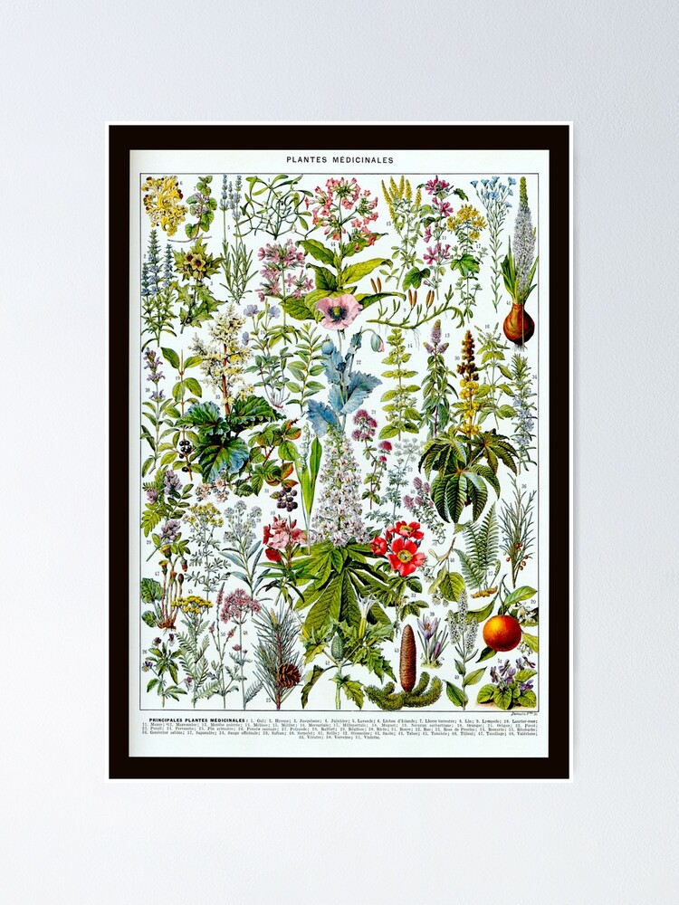 Edible Flowers: Chart / Poster / Food / Illustrations / Art Print