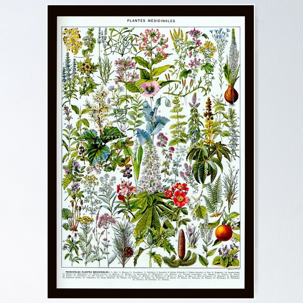 Item preview, Medinical Plants Vintage French Illustration - Millot Plantes Medicinales 2 designed and sold by molamode.