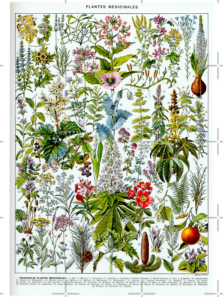 Medinical Plants Vintage French Illustration - Millot Plantes