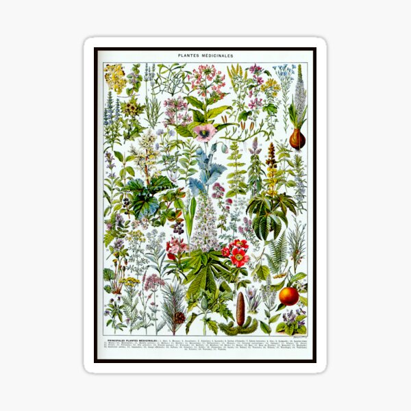 Item preview, Medinical Plants Vintage French Illustration - Millot Plantes Medicinales 2 designed and sold by molamode.