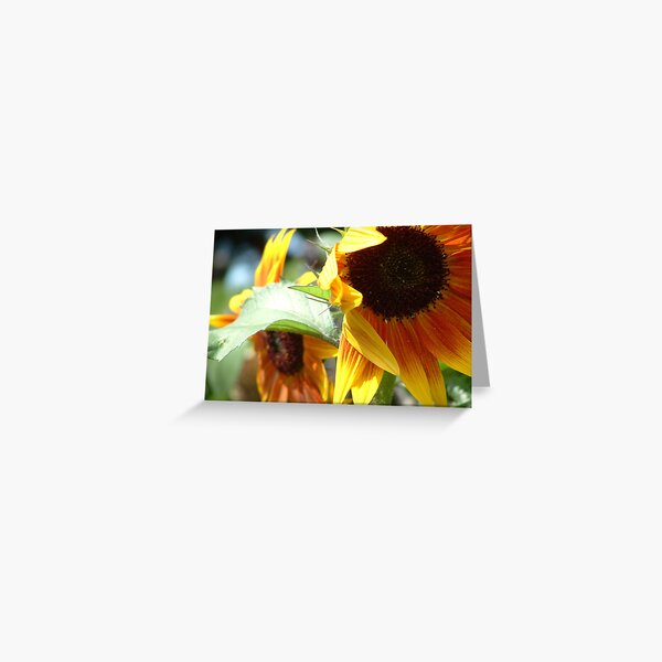 Sunshine Greeting Card