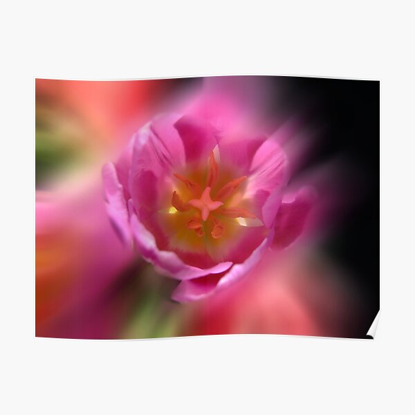 Blur Tulips Poster