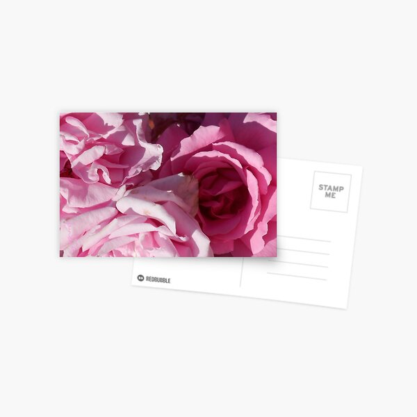 Rose Postcard