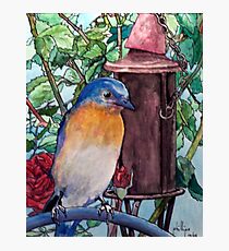 Mr. Blue On Watch Photographic Print