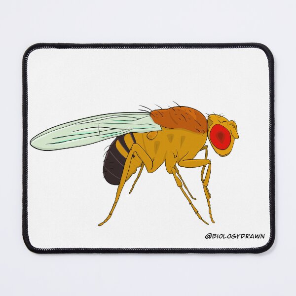 Item preview, Drosophila Fruit Fly designed and sold by BiologyDrawn.