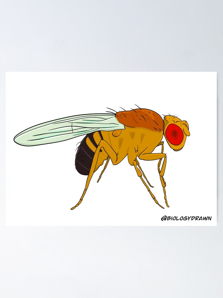 "Drosophila Fruit Fly" Poster for Sale by BiologyDrawn | Redbubble