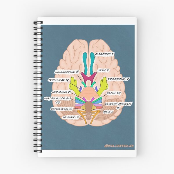 Item preview, Cranial nerves  designed and sold by BiologyDrawn.