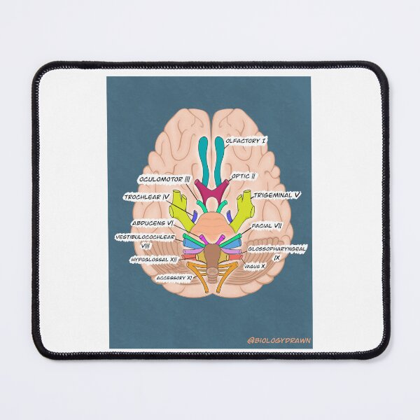 Item preview, Cranial nerves  designed and sold by BiologyDrawn.