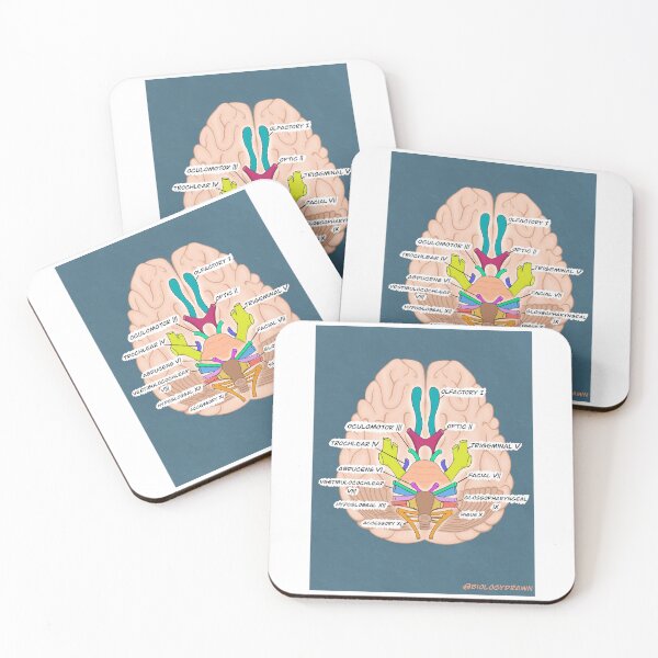 Item preview, Cranial nerves  designed and sold by BiologyDrawn.