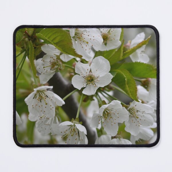 Item preview, Burst of Cherry Blossoms designed and sold by jazzy-bird.