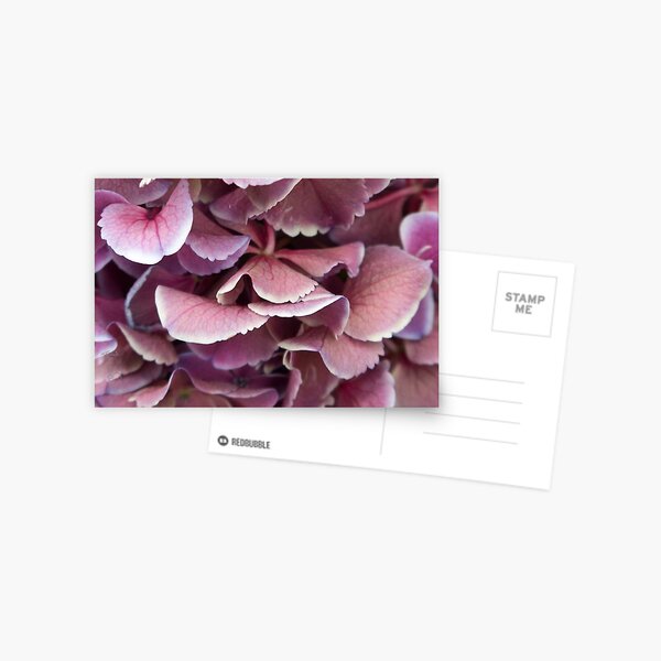 Pink hydrangeas Postcard