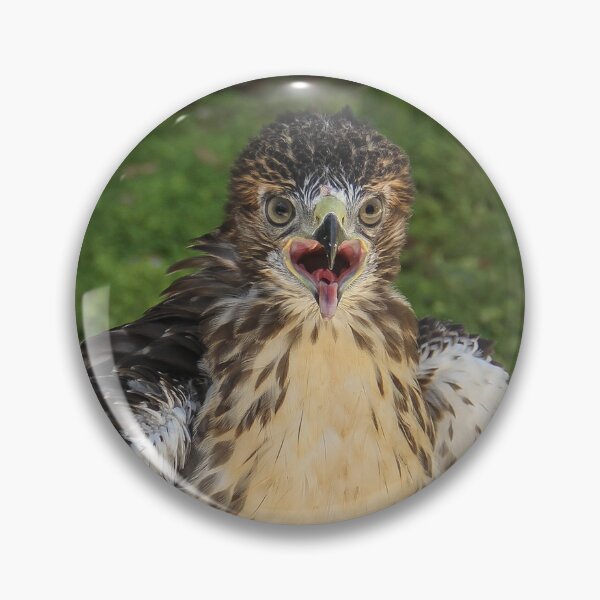 Item preview, Broad Winged Hawk  designed and sold by heatherfriedman.