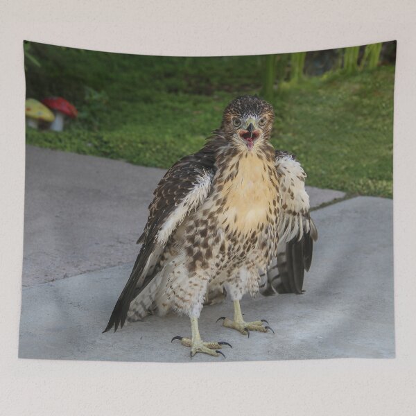 Item preview, Broad Winged Hawk  designed and sold by heatherfriedman.