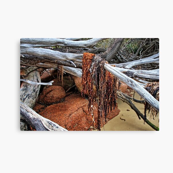 Freycinet National Park - seaweed. Canvas Print