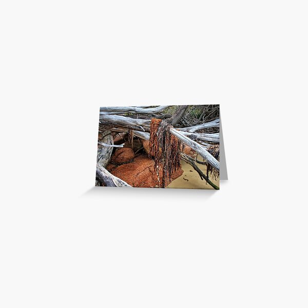 Freycinet National Park - seaweed. Greeting Card