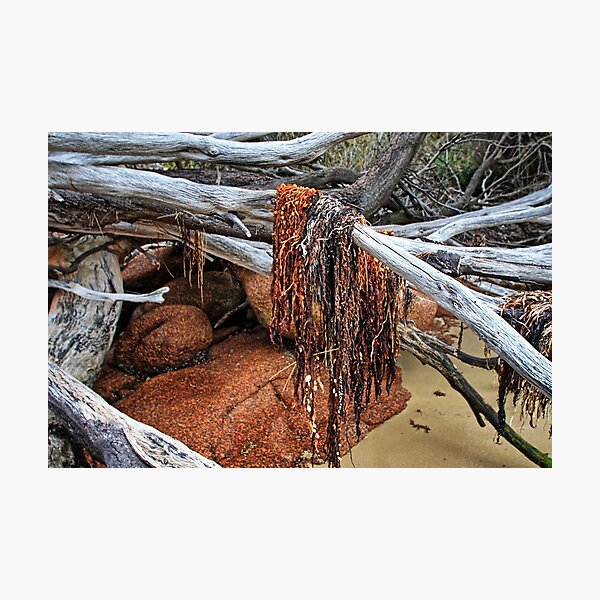 Freycinet National Park - seaweed. Photographic Print