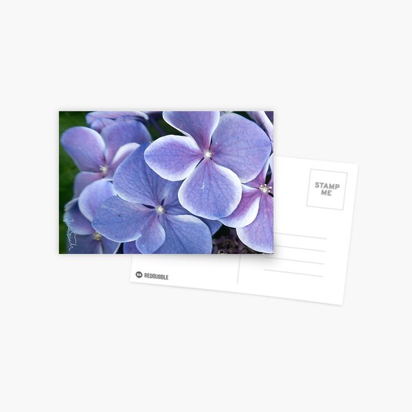 Blue hydrangea Postcard