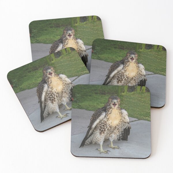 Item preview, Broad Winged Hawk  designed and sold by heatherfriedman.