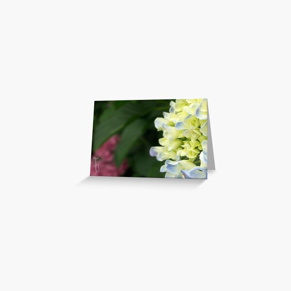 Budding Hydrangeas Greeting Card