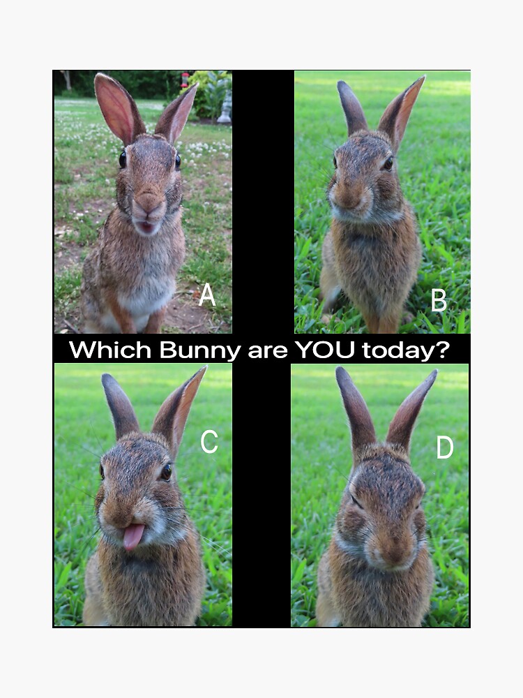 Which Bunny are YOU Today?