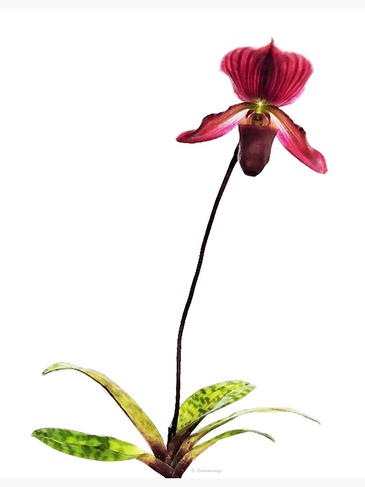 Burgundy Lady's Slipper Orchid Flower Art