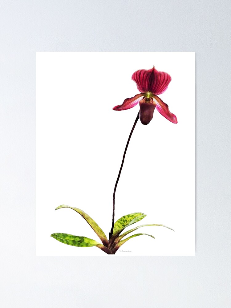 Póster «Arte de la flor de la orquídea de la zapatilla de dama de Borgoña»  de SharonCummings | Redbubble