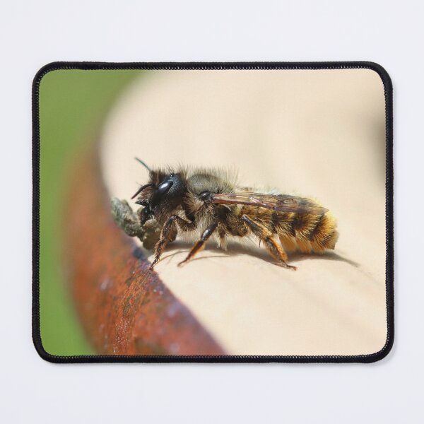 Item preview, Red mason bee collecting mud designed and sold by GreyFeatherPhot.