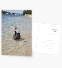 Black Swan Postcards