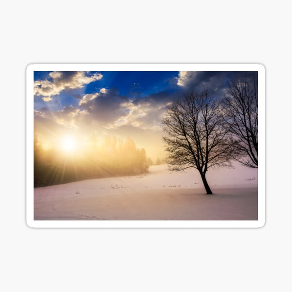 fog in the spruce forest at sunset Sticker