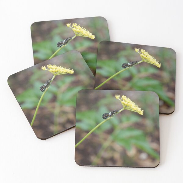 Item preview, Swallowtail caterpillar on zizia aurea designed and sold by DEHeadHugger.