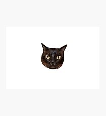 King Snitch Photographic Print