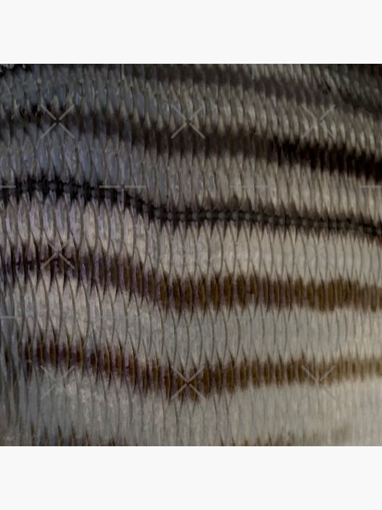 Striped Bass Skin (Natural) Fish Scales Pattern | Sticker