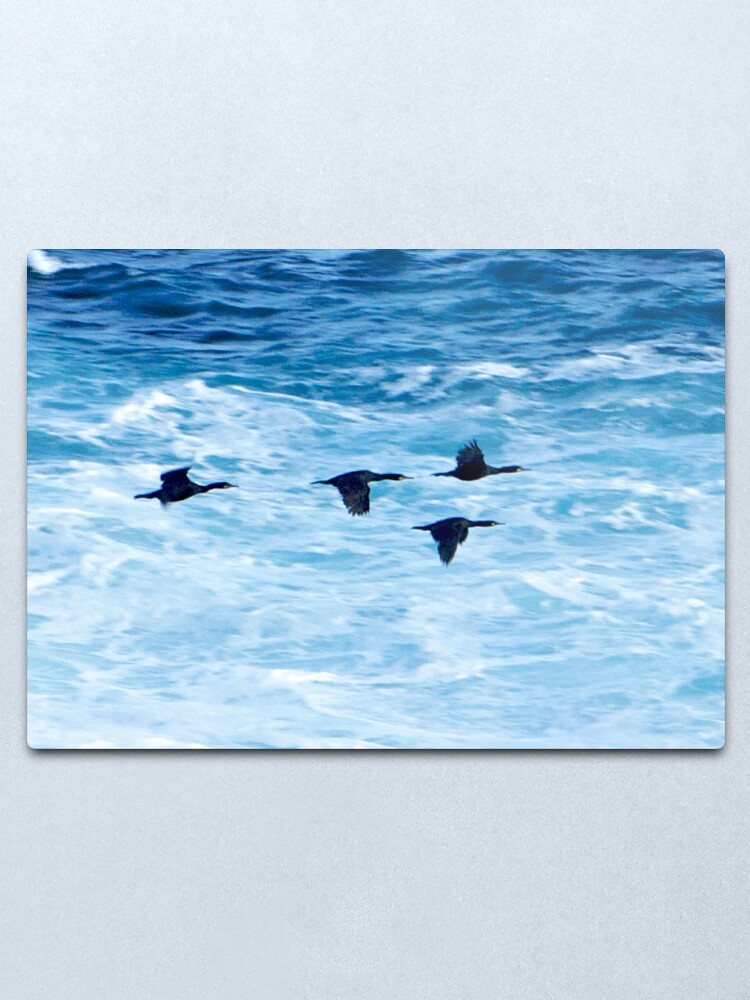 Alternate view of Cormorants Skimming the Waves off Inishmore Metal Print